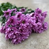 CHR.RESQ ROSA